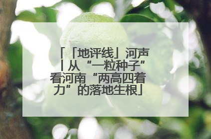 「地评线」河声丨从“一粒种子”看河南“两高四着力”的落地生根