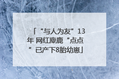 “与人为友”13年 网红麋鹿“点点”已产下8胎幼崽
