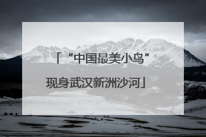 “中国最美小鸟”现身武汉新洲沙河