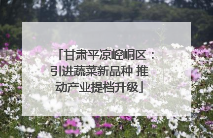 甘肃平凉崆峒区：引进蔬菜新品种 推动产业提档升级