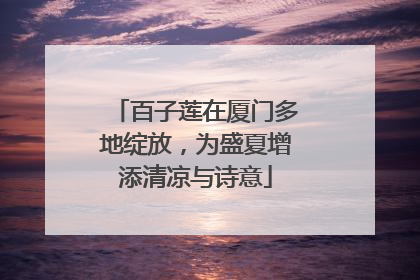 百子莲在厦门多地绽放，为盛夏增添清凉与诗意
