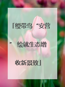 绶带鸟“安营” 绘就生态增收新景致
