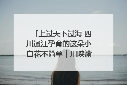 上过天下过海 四川通江孕育的这朵小白花不简单｜川陕渝网络名人巴中行