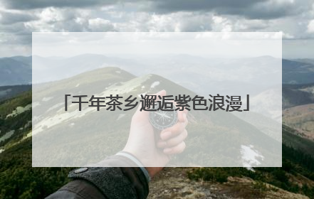千年茶乡邂逅紫色浪漫