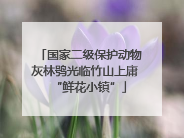 国家二级保护动物灰林鸮光临竹山上庸“鲜花小镇”