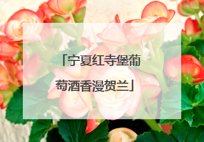 宁夏红寺堡葡萄酒香漫贺兰
