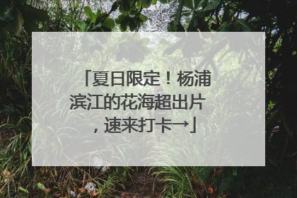 夏日限定！杨浦滨江的花海超出片，速来打卡→