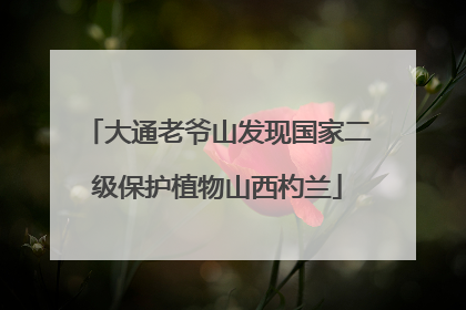 大通老爷山发现国家二级保护植物山西杓兰
