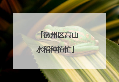 徽州区高山水稻种植忙