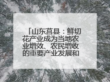 山东莒县：鲜切花产业成为当地农业增效、农民增收的重要产业发展和特色品牌