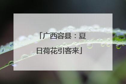 广西容县：夏日荷花引客来