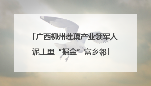 广西柳州莲藕产业领军人泥土里“掘金”富乡邻