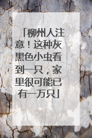 柳州人注意！这种灰黑色小虫看到一只，家里很可能已有一万只