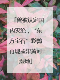 曾被认定国内灭绝，“东方宝石”彩鹮再现孟津黄河湿地