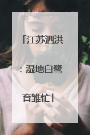 江苏泗洪：湿地白鹭育雏忙