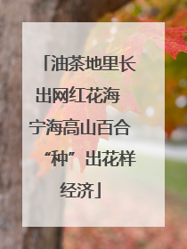 油茶地里长出网红花海 宁海高山百合“种”出花样经济