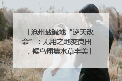 沧州盐碱地“逆天改命”：无用之地变良田，候鸟翔集水草丰美