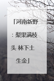 河南新野：梨果满枝头 林下土生金