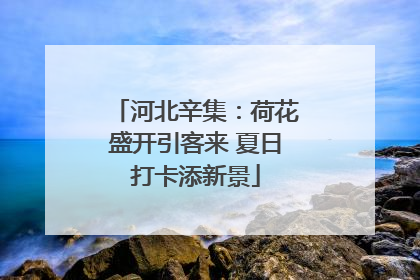 河北辛集：荷花盛开引客来 夏日打卡添新景