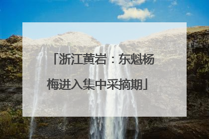 浙江黄岩：东魁杨梅进入集中采摘期