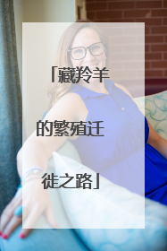 藏羚羊的繁殖迁徙之路