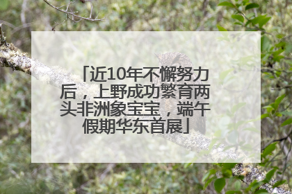 近10年不懈努力后，上野成功繁育两头非洲象宝宝，端午假期华东首展