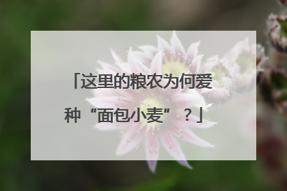 这里的粮农为何爱种“面包小麦”？