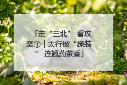 走“三北” 看攻坚①|太行披“绿装” 连翘药茶香