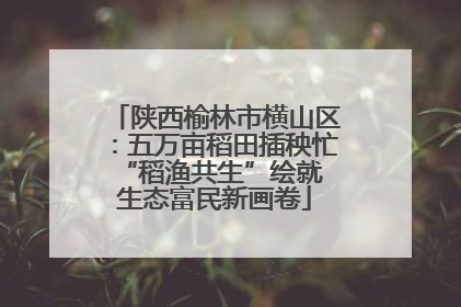 陕西榆林市横山区：五万亩稻田插秧忙 “稻渔共生”绘就生态富民新画卷