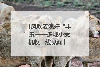 风吹麦浪好“丰”景——多地小麦机收一线见闻