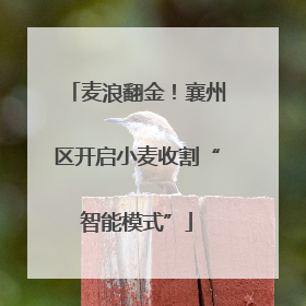 麦浪翻金！襄州区开启小麦收割“智能模式”
